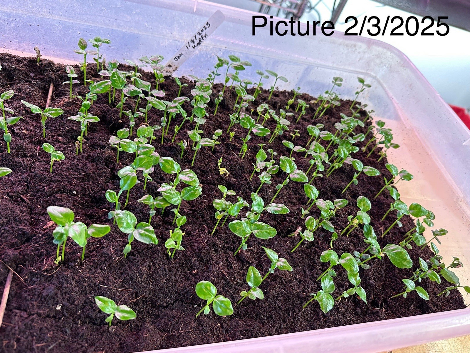 100+ Kaffir Lime Seeds Harvested 9/2025 Always Fresh And New Seeds มะกรูด