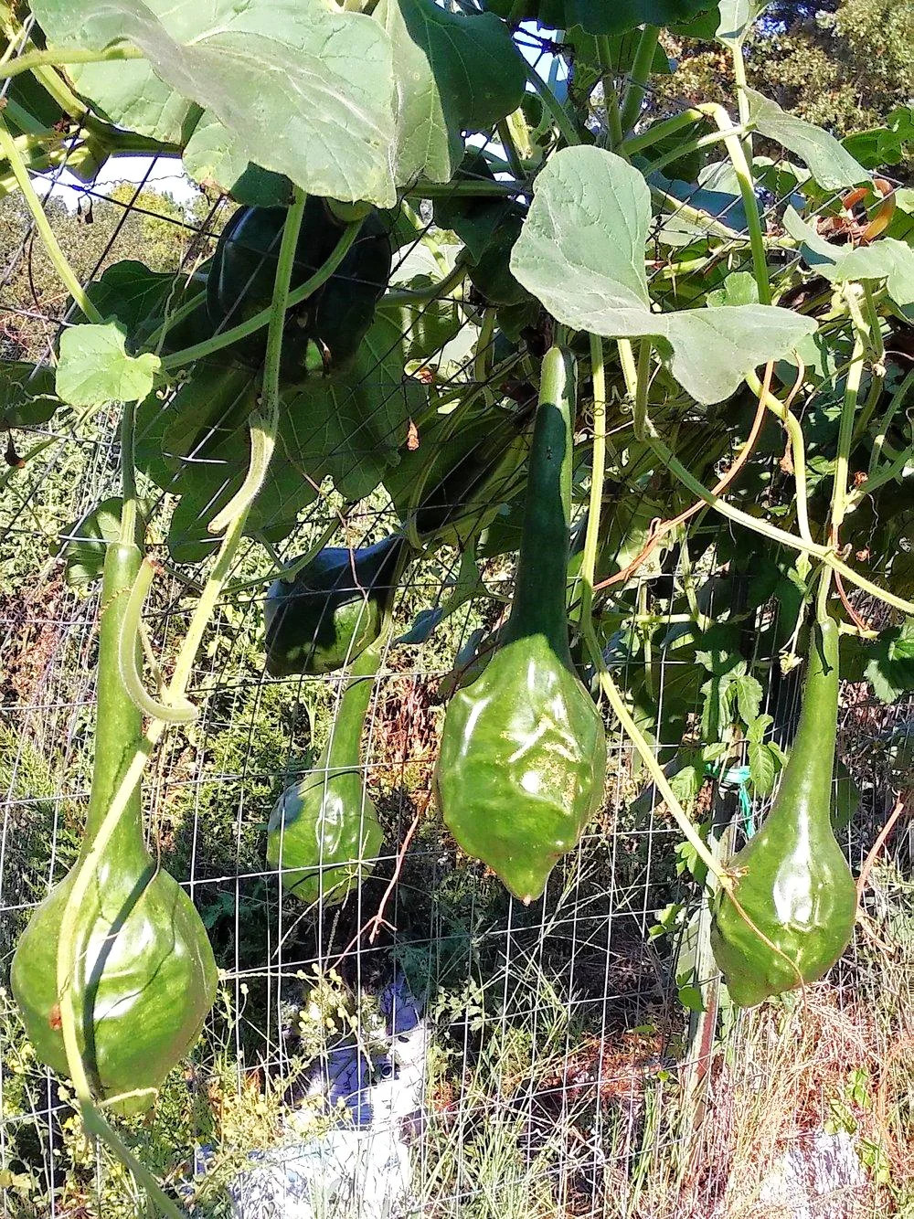 Caveman’s Club Gourd Seeds | Maranka Ornamental Birdhouse Bottle Craft Seed 2025