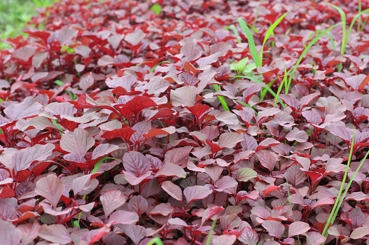 2000+PCS RED SPINACH/ RED AMARANTH SEEDS/ RAU DỀN ĐỎ | 90% GERMINATION |