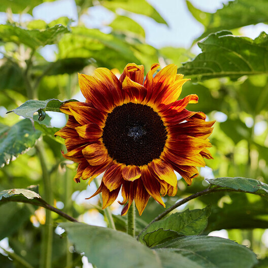 Sunflower EVENING COLORS Autumn Rust Red Birds Pollinators USA Non-GMO 100 Seeds