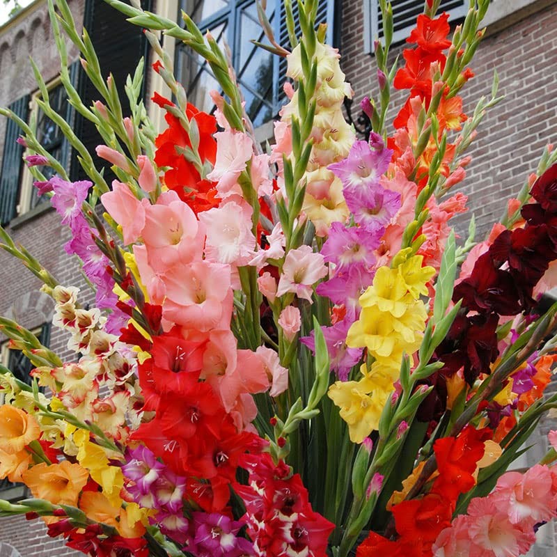Assorted Gladiolus Flower Bulbs – 100 Count – Vibrant Cut Flowers for Gardens