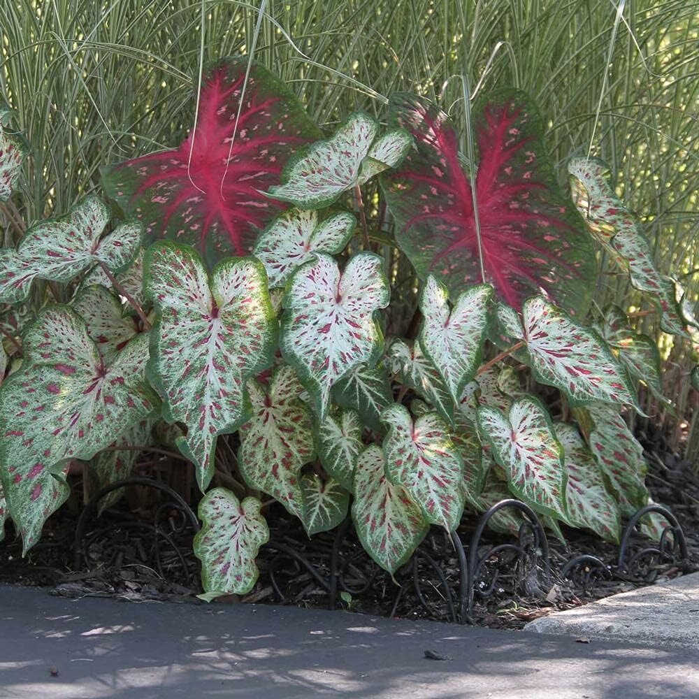 Dwarf Fancy Leaf Red Caladium Bulb Indoor Outdoor Plant Root Hardy Zones 9-11