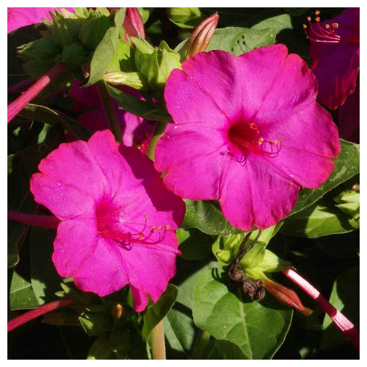 25+ ROSE FOUR O’CLOCK SEEDS FRESH FOR YOUR FLOWER GARDENS