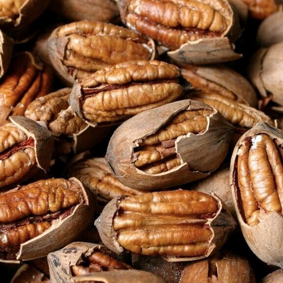 Northern Sweet Pecan Tree Seeds/Nuts (Carya illinoinensis) Hardy-Zone 5 Edible