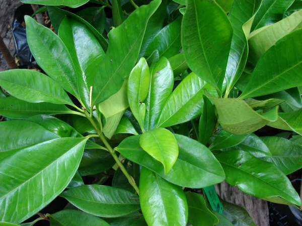 ~GRUMICHAMA~ Eugenia braziliensis FRUIT TREE Brazilian Cherry sml starter Plant