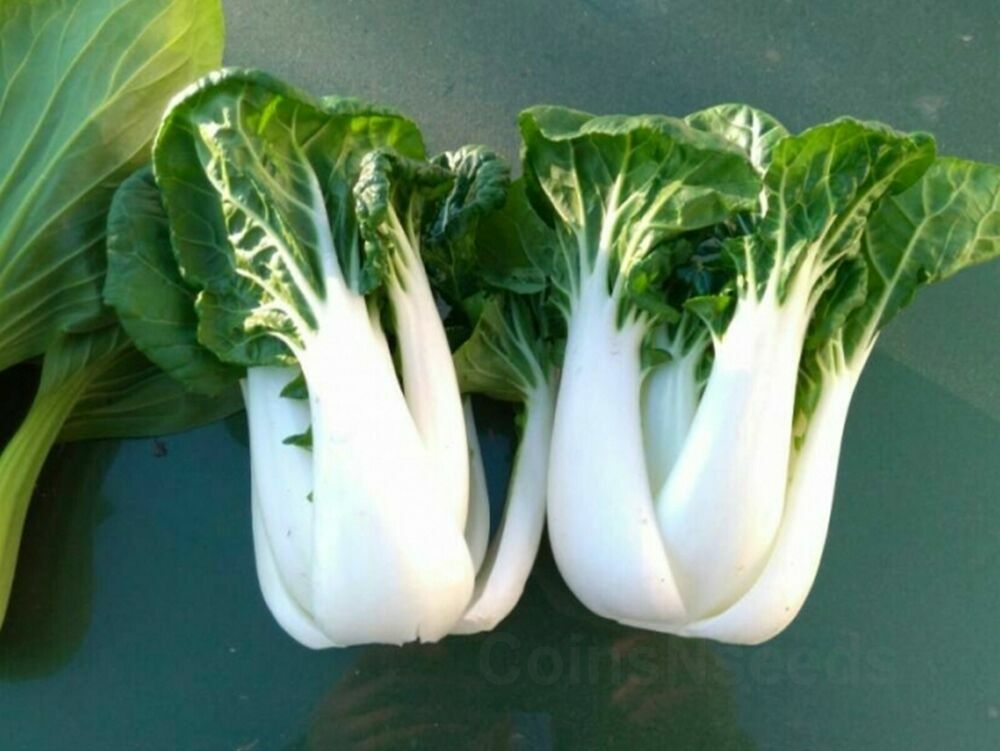 900+ Baby Bok Choy Seeds Dwarf Pak Choi USA Asian Vegetable Chinese Cabbage 2022