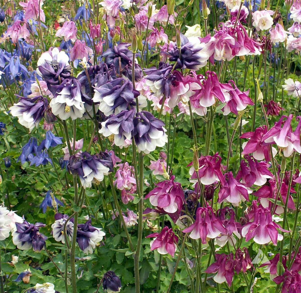 Columbine DWARF MIX Granny’s Bonnet Perennial Fall Planting Non-GMO 500 Seeds!
