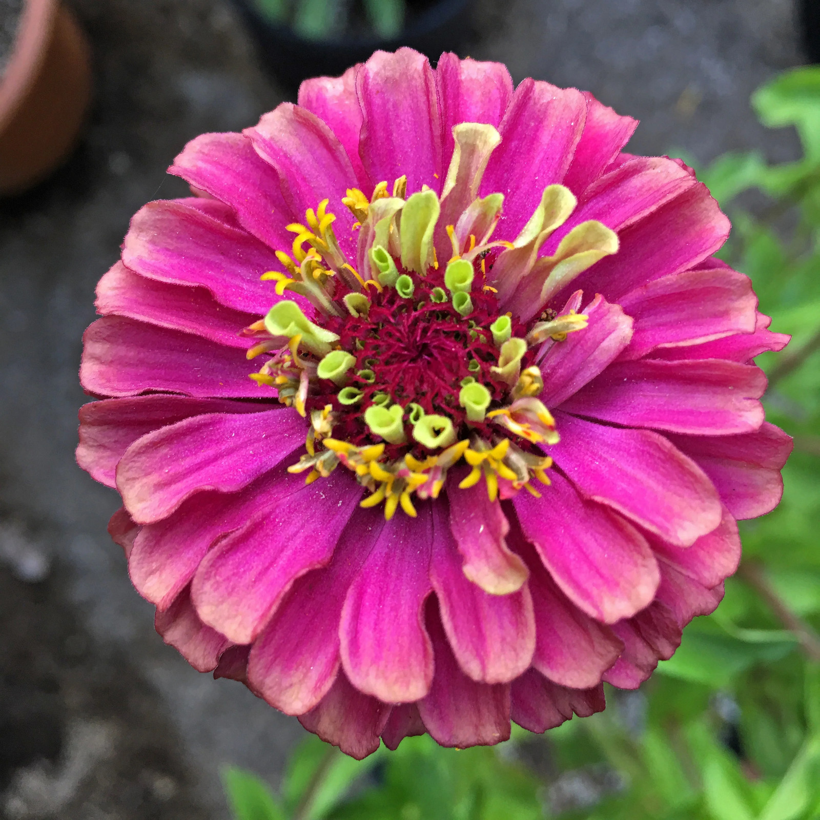 25 RED LIME QUEENY ZINNIA Elegans Green Queen Flower Seeds