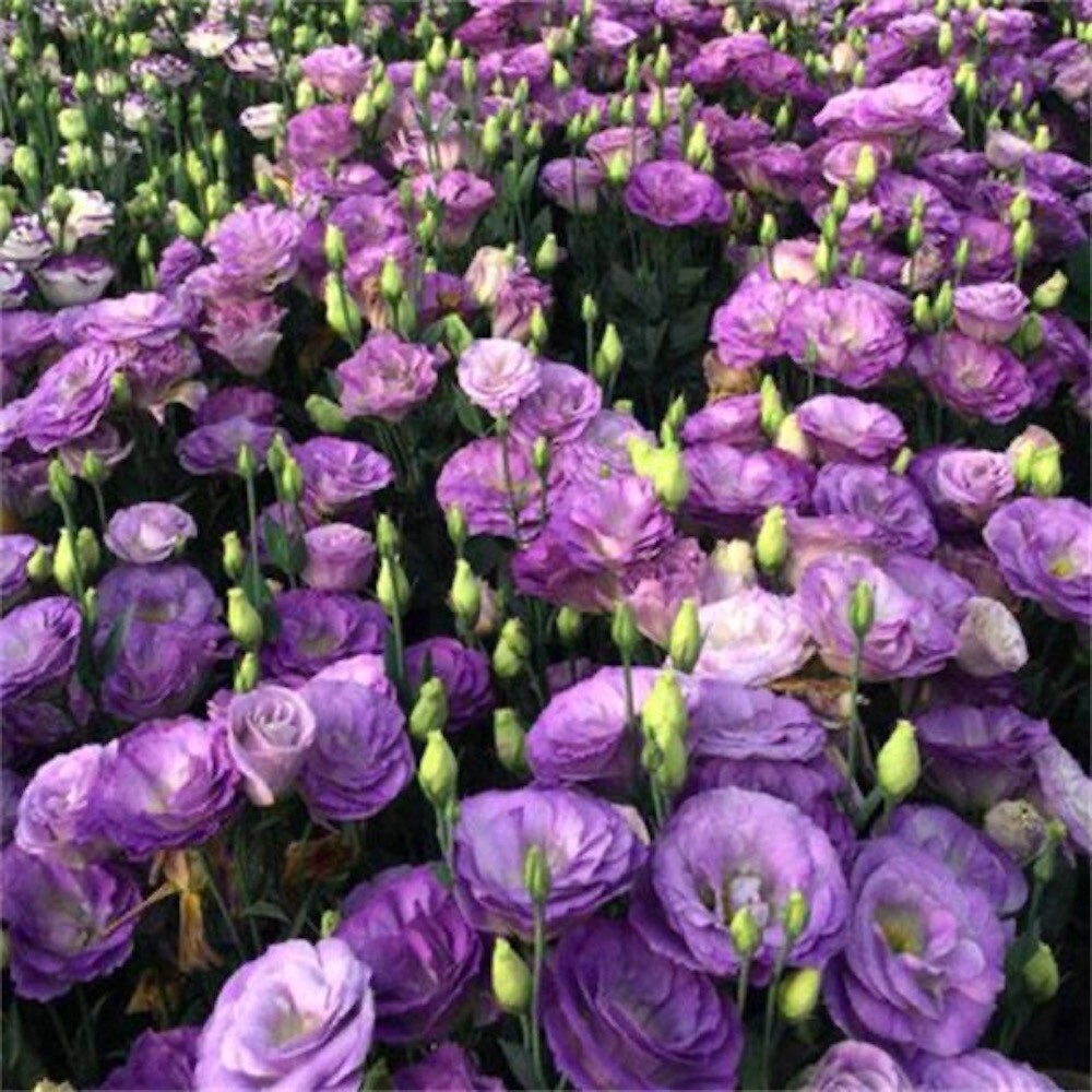 20 EXOTIC rare LISIANTHUS SEEDS for garden exotic flower plant beds USA SELLER