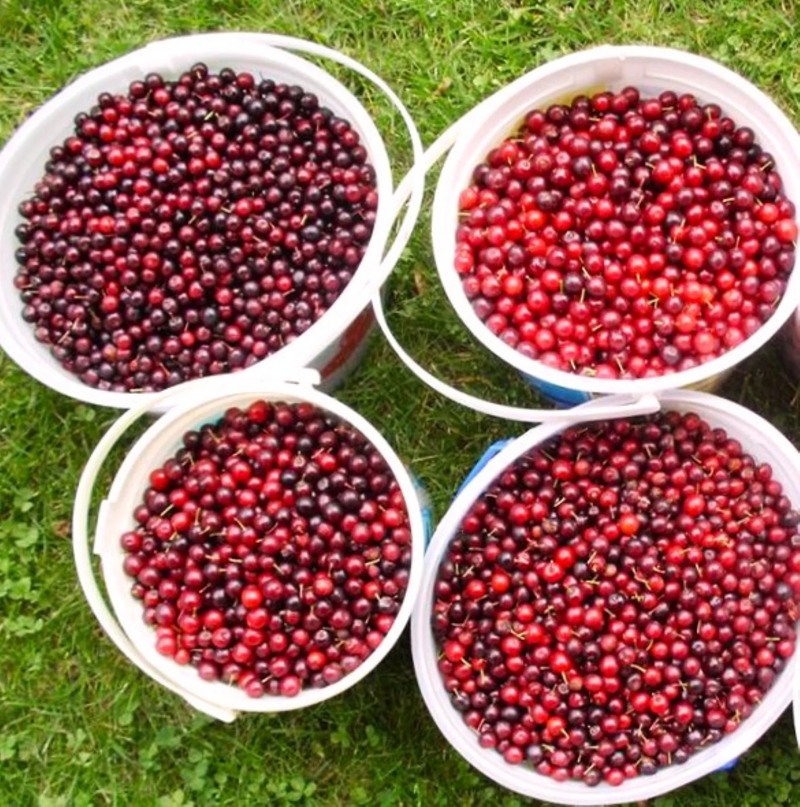 Black Cherry Tree Seeds – For 2026 Planting Prunus Serotina White Flower Blooms