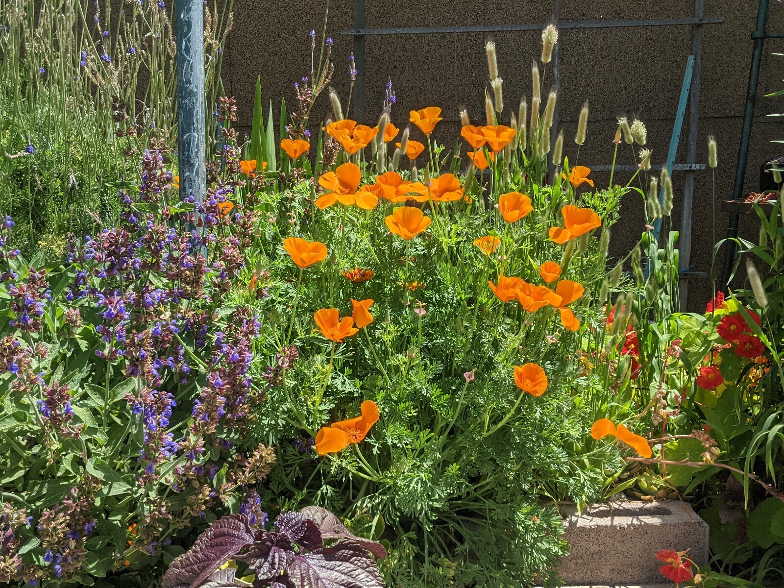 California “Gold Rush” Poppies (100+ SEEDS) Eschscholzia. USA Grown 2023 CROP