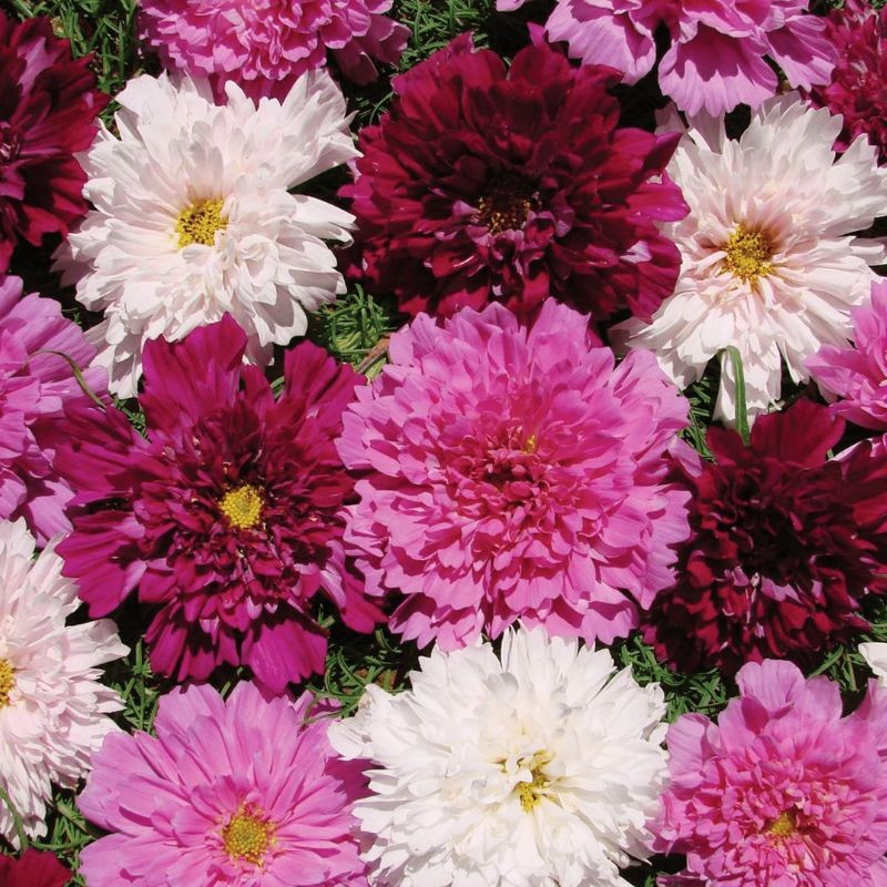 Cosmos Double Click Mix: 25 seeds