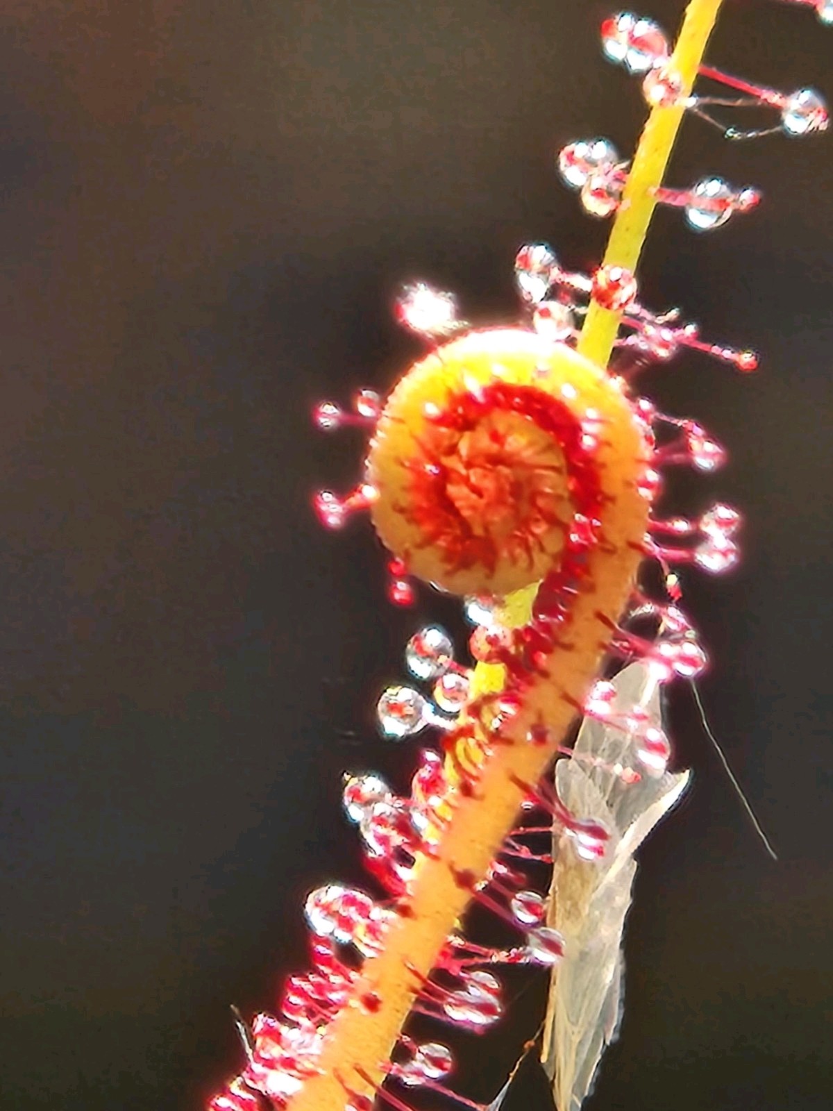 CARNIVOROUS PLANT 2 PACK- LIVE- Drosera Binita EXTRA RED, Drosera Filiformis