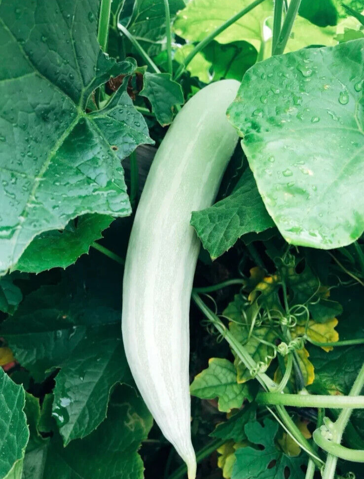 10 PCS WEST BITTER MELON, BALSAM PEAR, KU GUA, FOO GWAH, KHỔ QUA TÂY