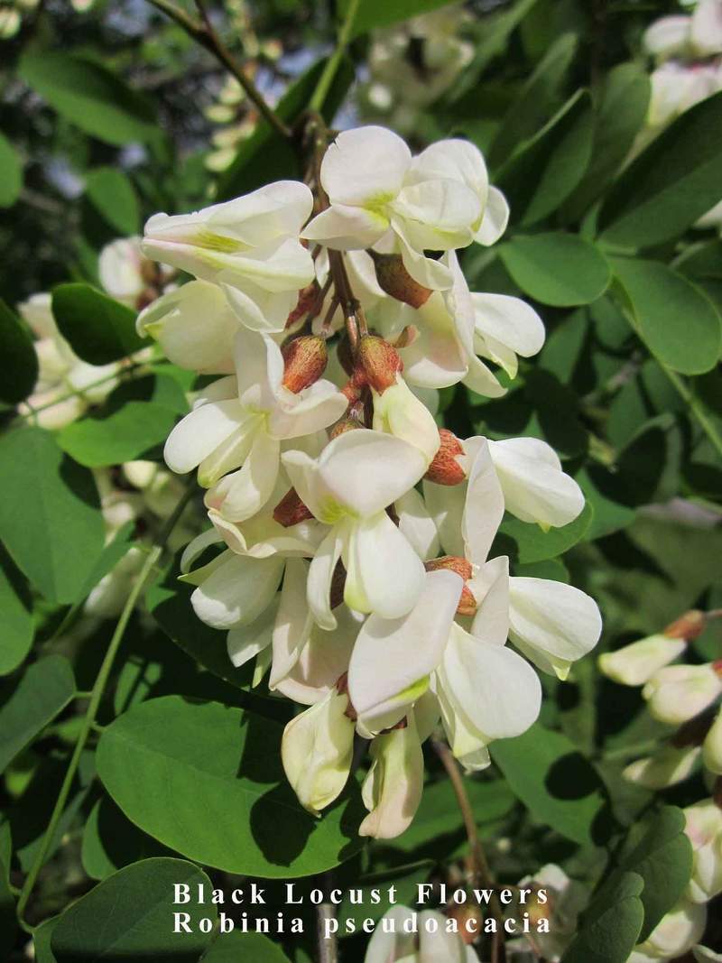 1-1000 PCS Black Yellow Locust False Acacia Tree Seeds Robinia Pseudoacacia 0147