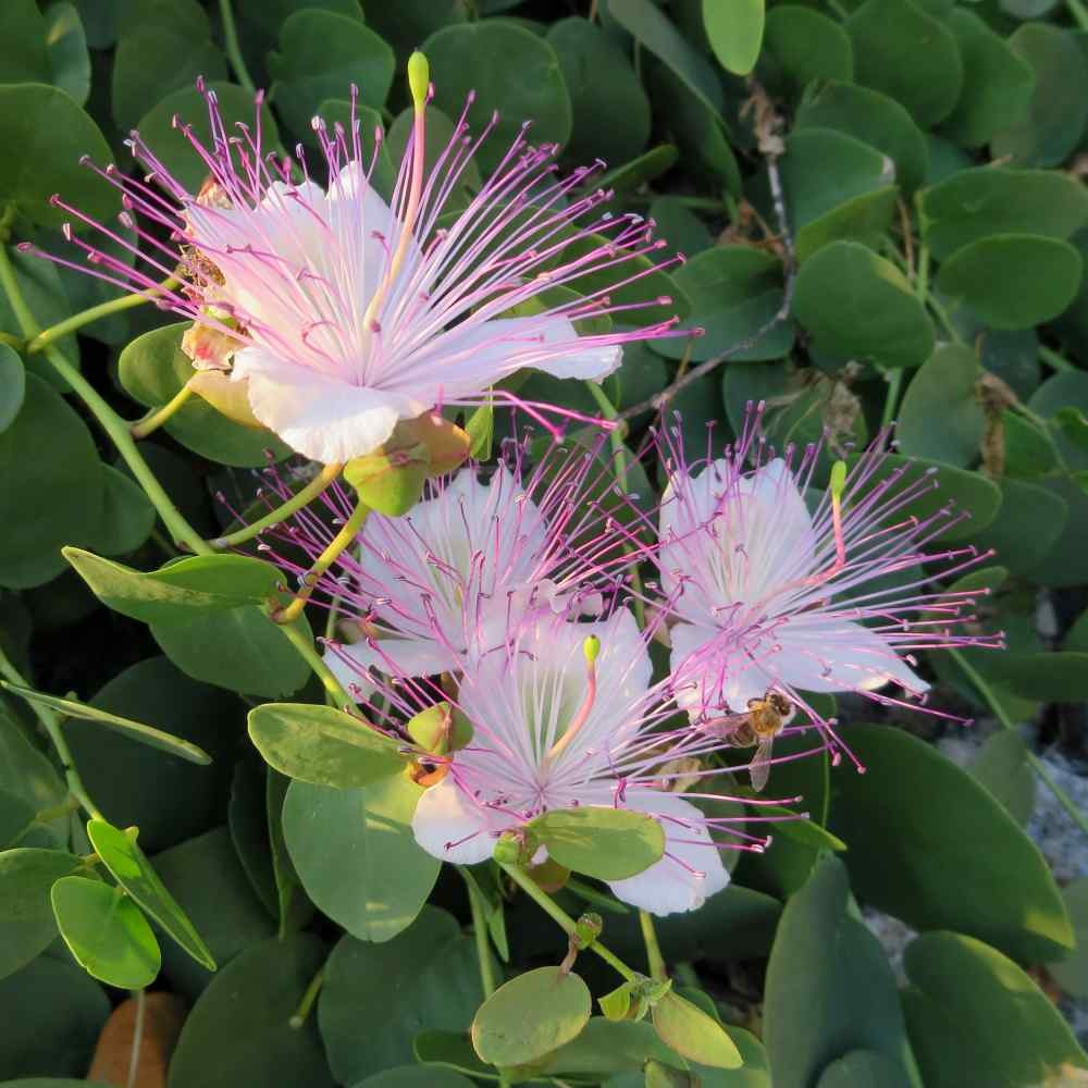 100 Seeds Capparis Spinosa Caper Bush Flower Seeds