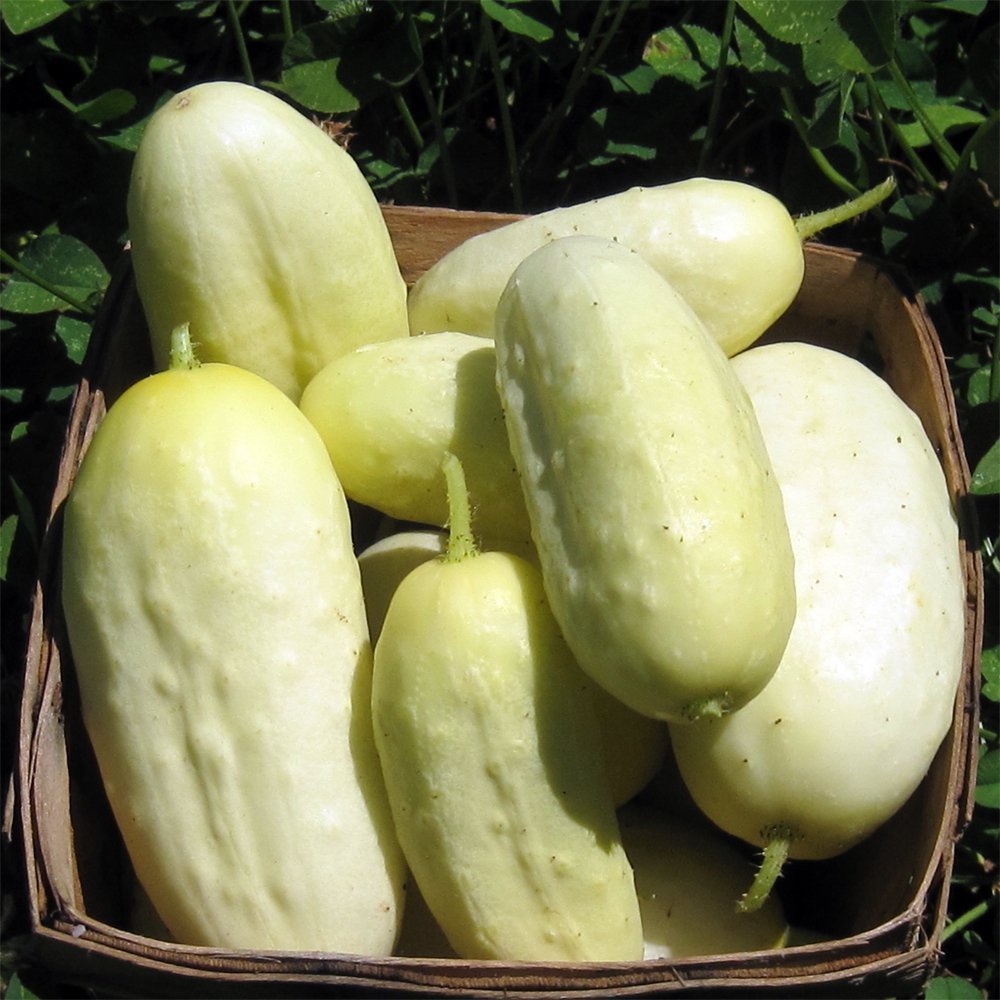 31+MINIATURE Sweet White Bush CUCUMBER Seed Container Vegetable Garden Organic