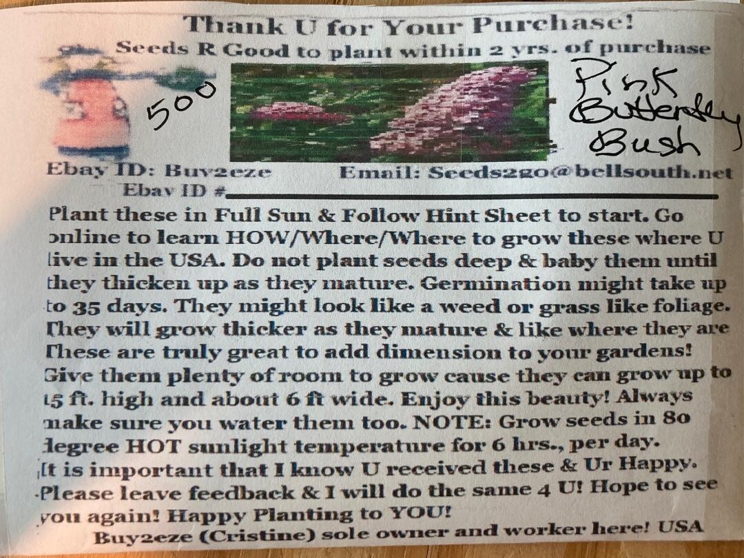 500 + Seeds of PINK Delight Butterfly Budhelia Bush True Perennial USA Seller
