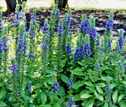 GIANT BLUE LOBELIA 243 SEEDS, LOBELIA SIPHILITICA HARDY, EZ TO GROW, USA SELLER