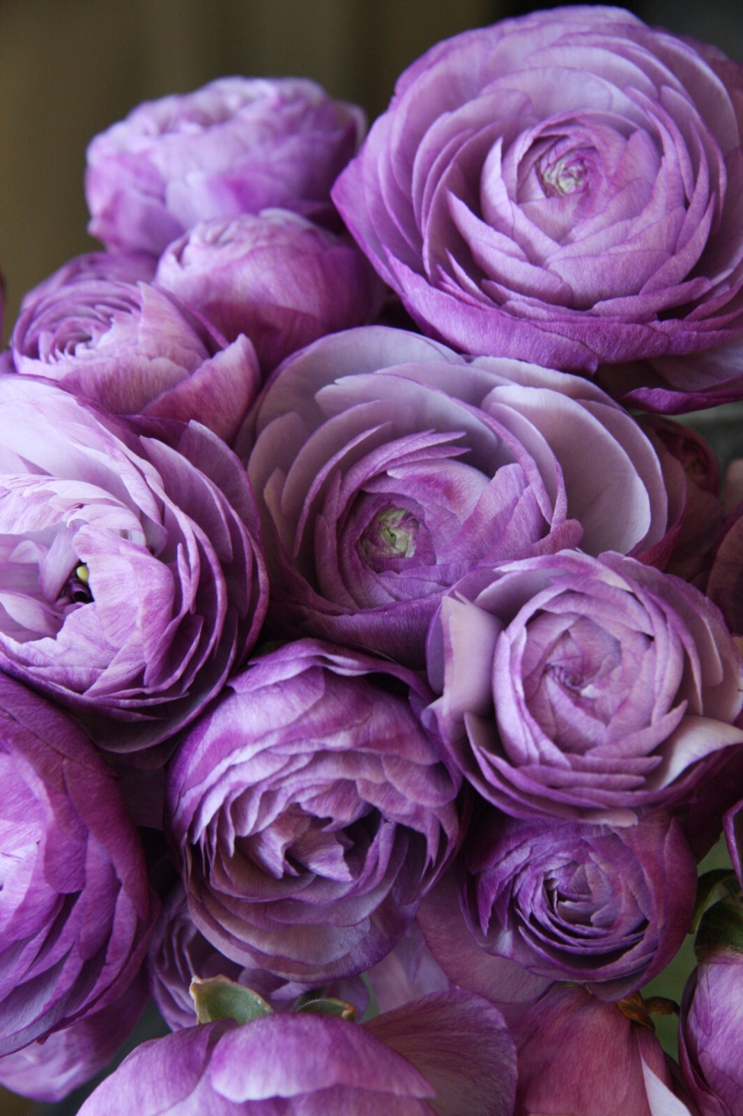 25 Ranunculus Bulbs Mix Pink Red Yellow Purple Peony Rose Garden Spring Flowers