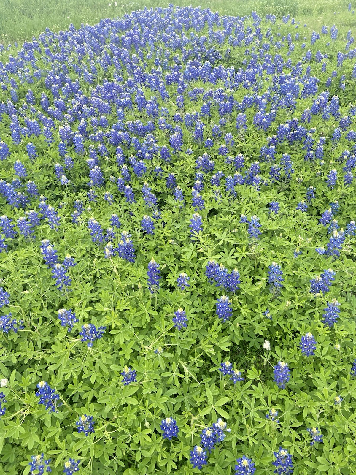 Texas Bluebonnet Seeds – 25 Fresh Seeds – GORGEOUS Blooms!! FREE Shipping