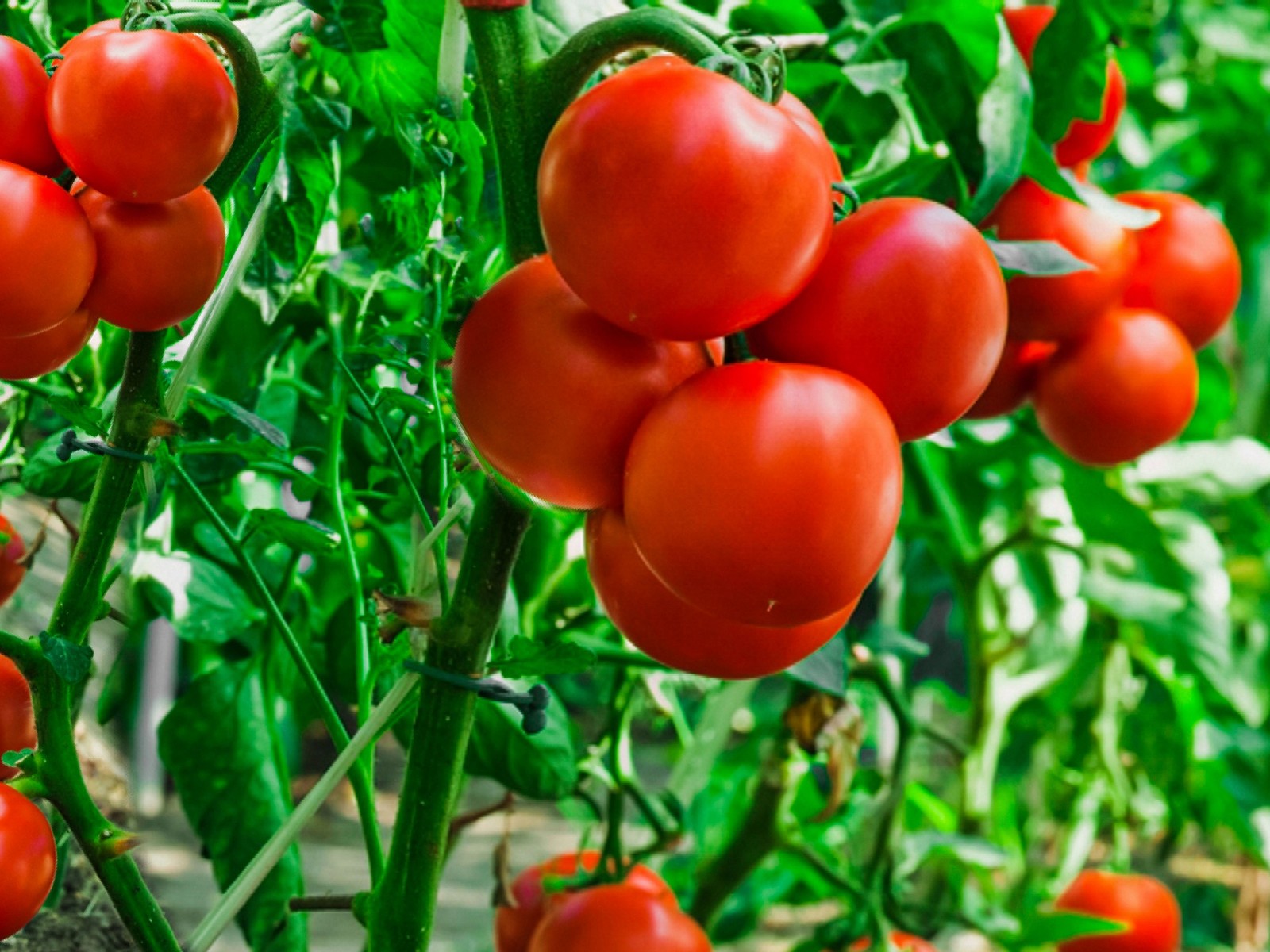 Container’s Choice Red Tomato: 15 Seeds