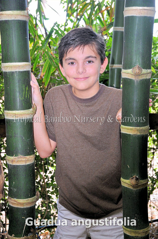 Guadua Bamboo – Guadua angustifolia **CLUMPING**