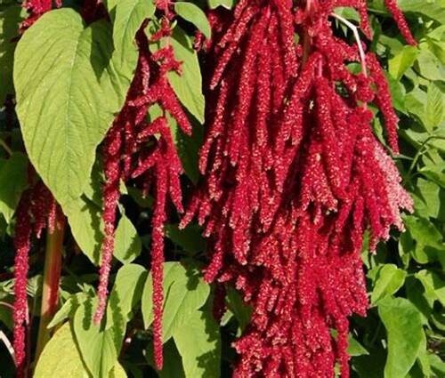 Amaranthus, ‘Love Lies Bleeding’ 35 seeds