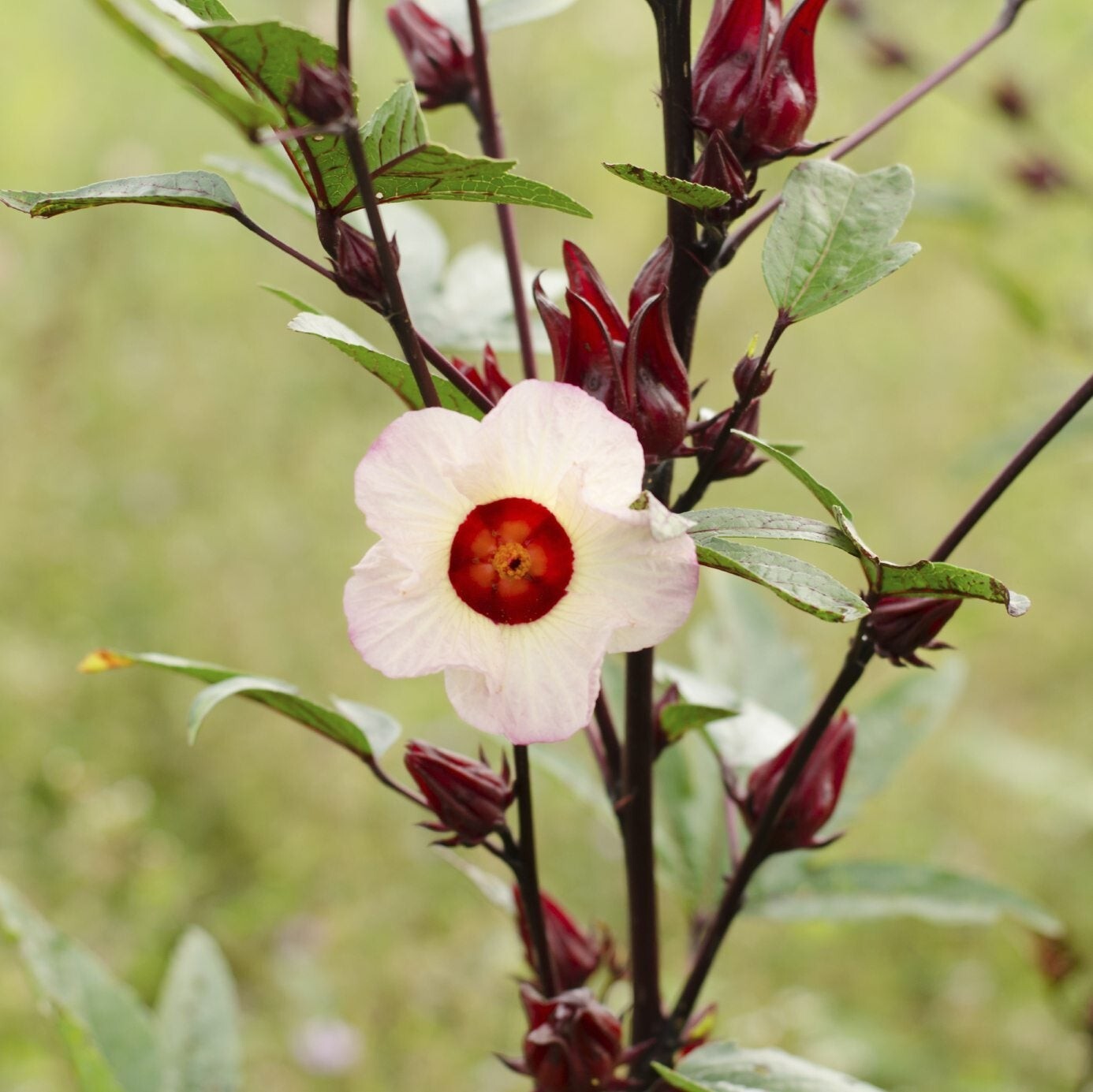 Roselle Seeds – Asian Sour Leaf (Hibiscus) – 1.gram