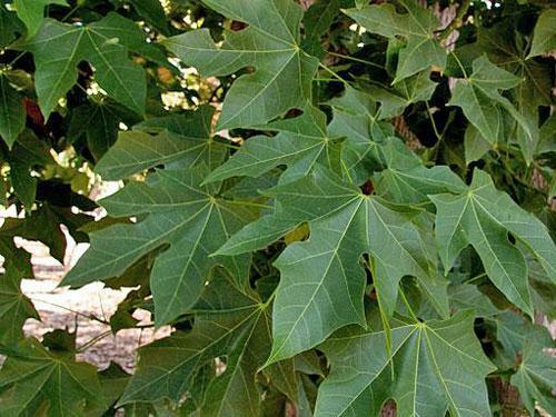 Brachychiton acerifolius | Flame or Lacebark Tree | 10 Seeds