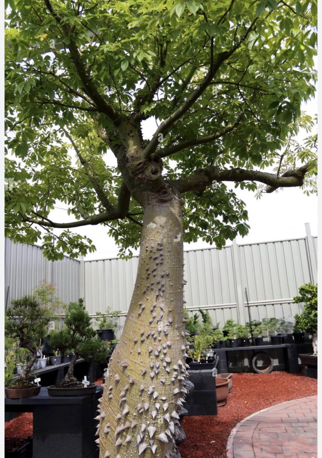 Pink Silk Floss Tree-Ceiba specios-Rare Tree! Beautiful Orchid Like Blooms!