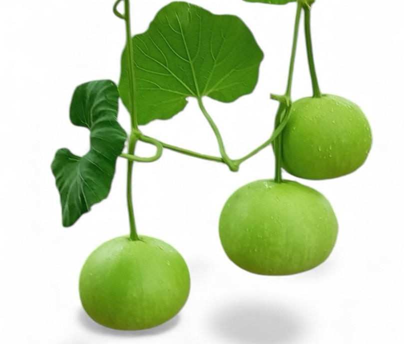 Bottle Gourd || Light Queen Round 8 Seeds