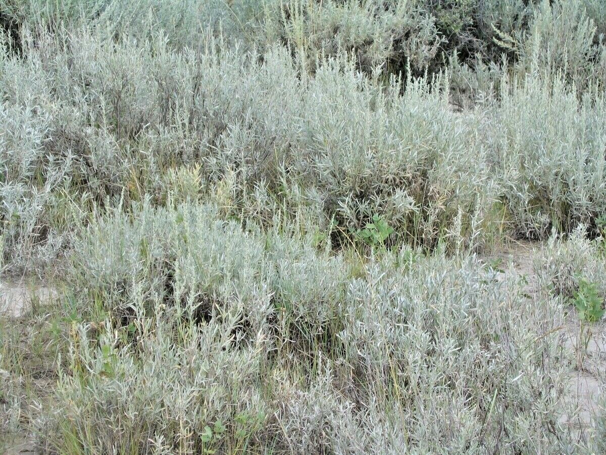 301+PRAIRIE SAGE Flower seeds White Sagebrush Perennial Native Wildflower smudge