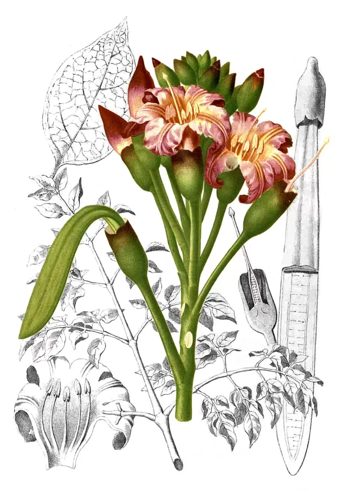 Oroxylum indicum | Midnight Horror Broken Bones Plant of India Trumpet 8 Seeds