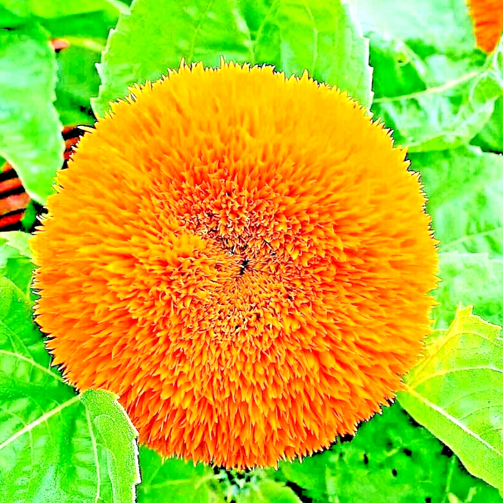 50+ DWARF TEDDY BEAR SUNFLOWER SEEDS SPRING MIX HEIRLOOM NON-GMO FLOWER BEES US