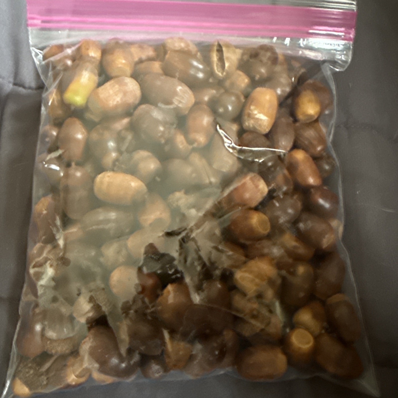 2 LBs Fresh Acorns for Wildlife or Planting (2025) Mix Variety