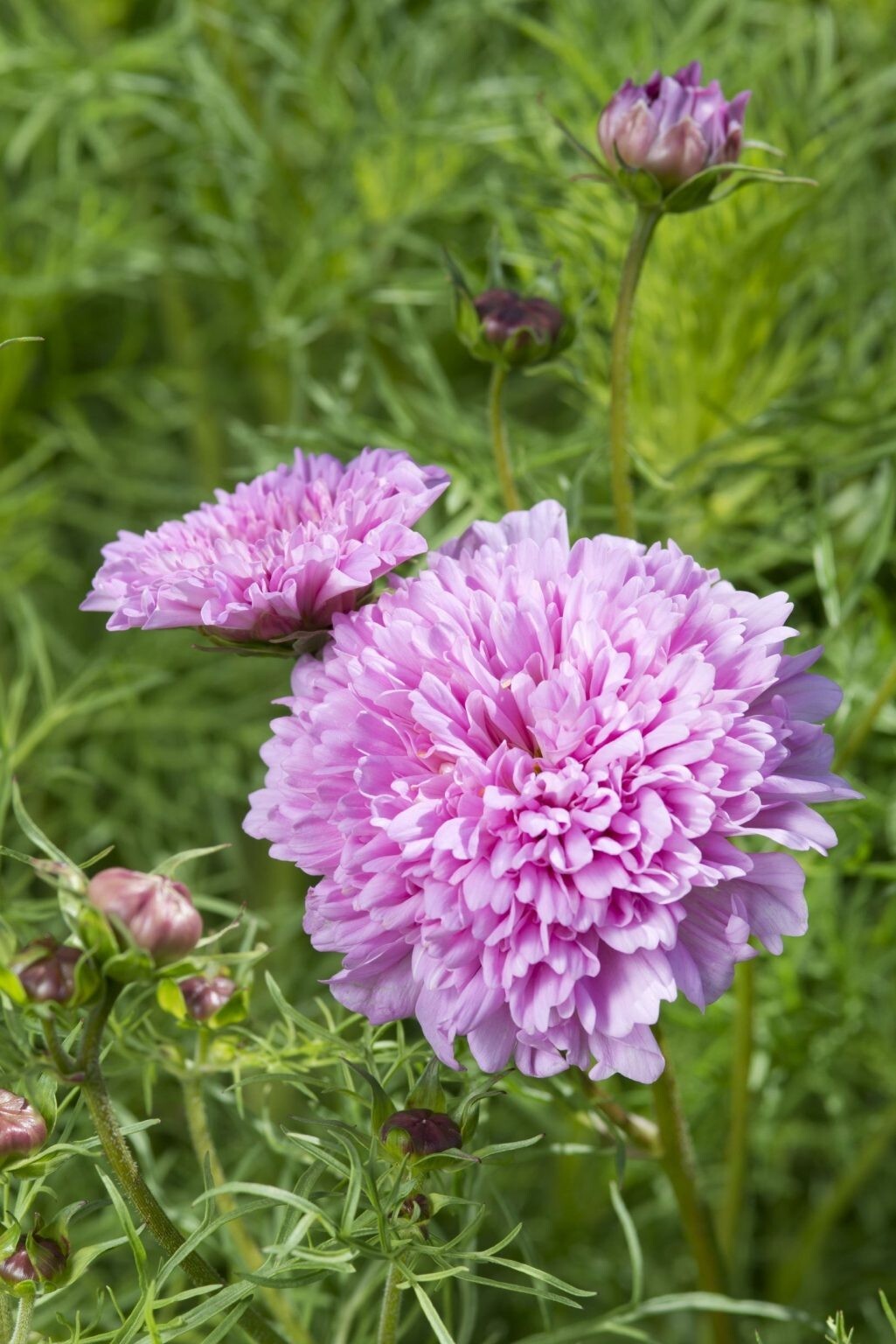 50 Cosmos Double Dutch Rose seeds