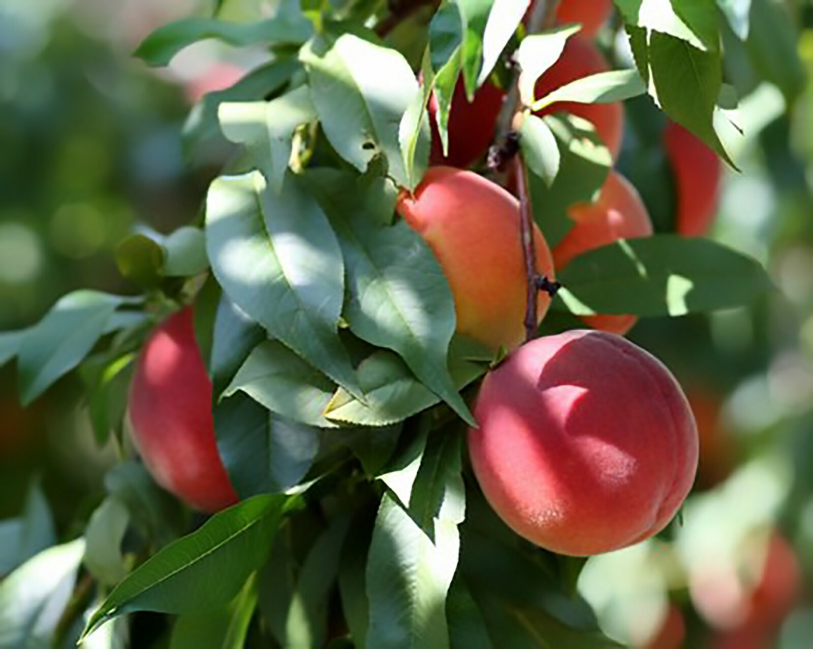 Nemaguard Peach, Prunus persica nemaguard, Seeds