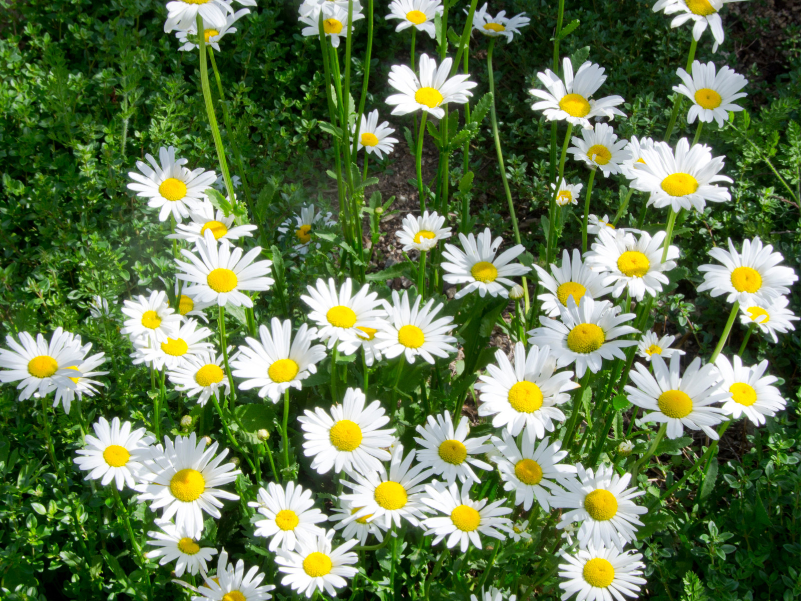 100 Seeds| Shasta Daisy Seeds #N009