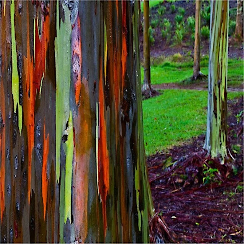50 Rainbow Eucalyptus deglupta Tree Seeds Fast Tropical Indonesian Mindanao Gum