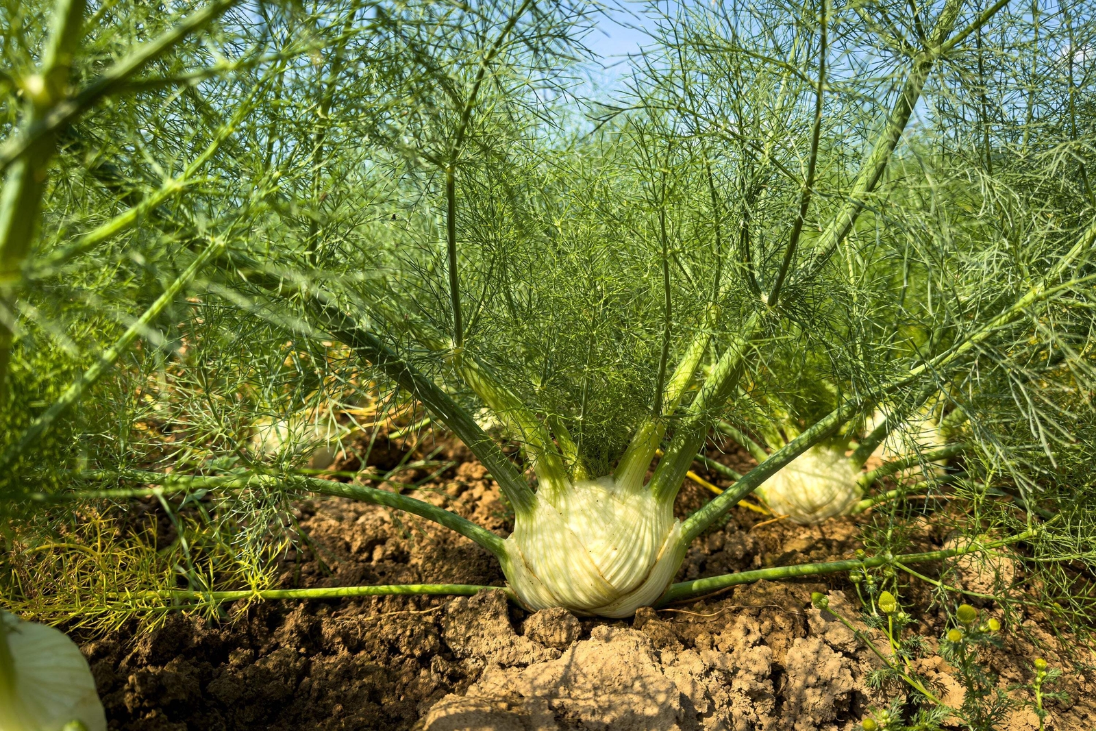 300 SWEET FLORENCE FENNEL Foeniculum Vulgare Azoricum Herb Vegetable Flower Seed