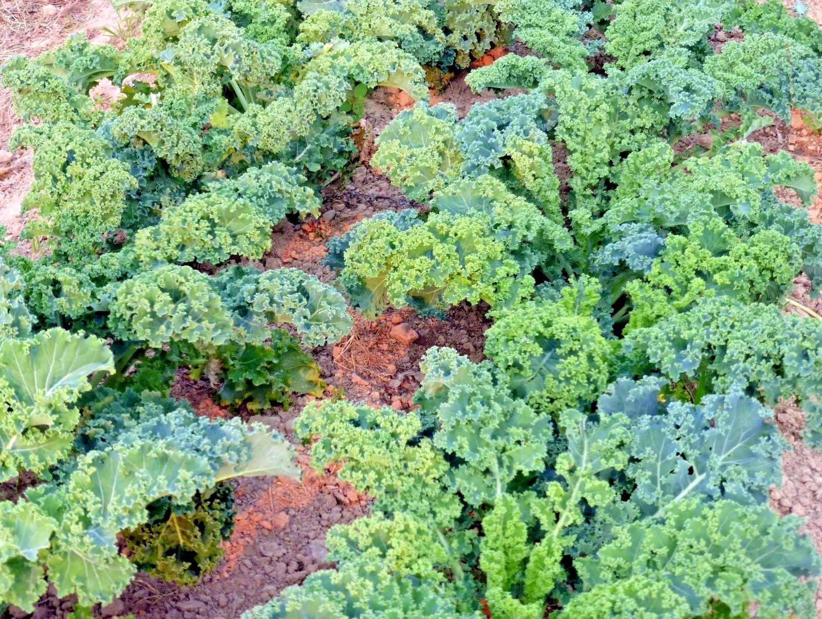 601+VATES Blue Curled Scotch KALE Seed Organic Spring Fall Garden Container Easy