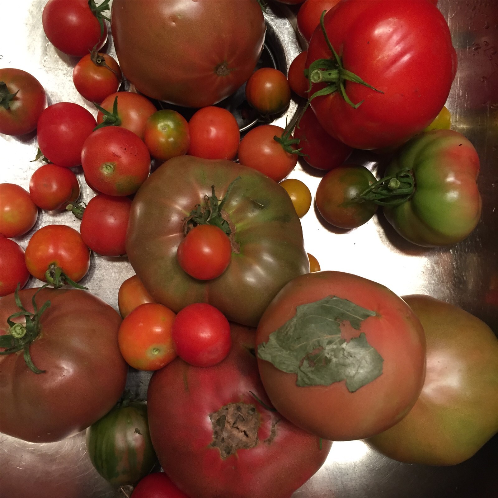 27 Varieties Organic Non-GMO Heirloom Tomatoes, 10/25/50/100 Seeds FREE SHIPPING