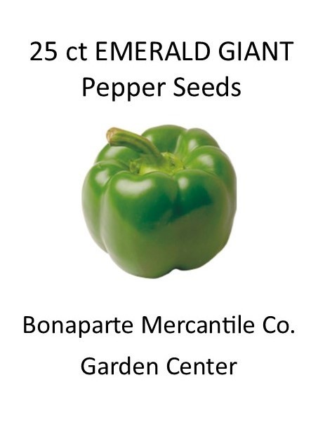 25+ Count seeds Emerald Giant sweet Bell pepper Heirloom Non-GMO
