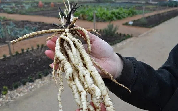 Organic Skirret Starter Plants – (Sium sisarum) – Easy to Grow Root Vegetable