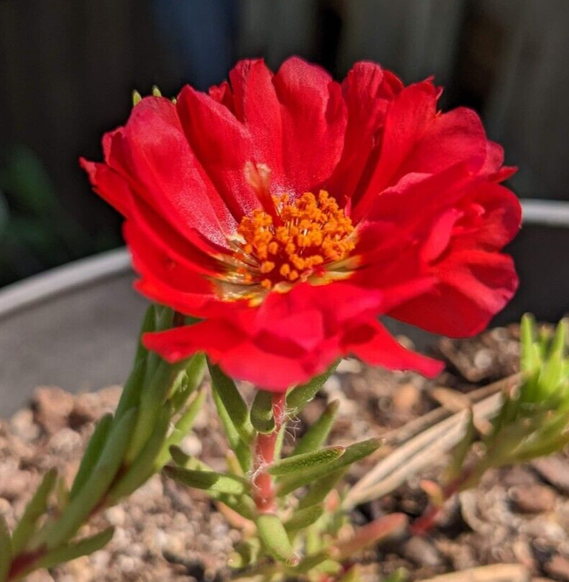 1000+ Moss Rose Double Mix Portulaca grandiflora button rose 150mg seeds