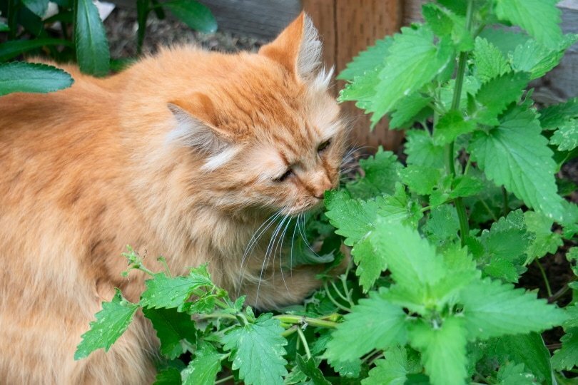 Catnip Seeds – Heirlooms – 1.gram