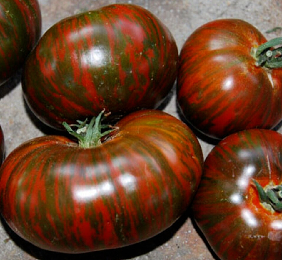 CHOCOLATE STRIPES TOMATO SEEDS 50+ INDETERMINATE vegetable GARDEN FREE SHIPPING