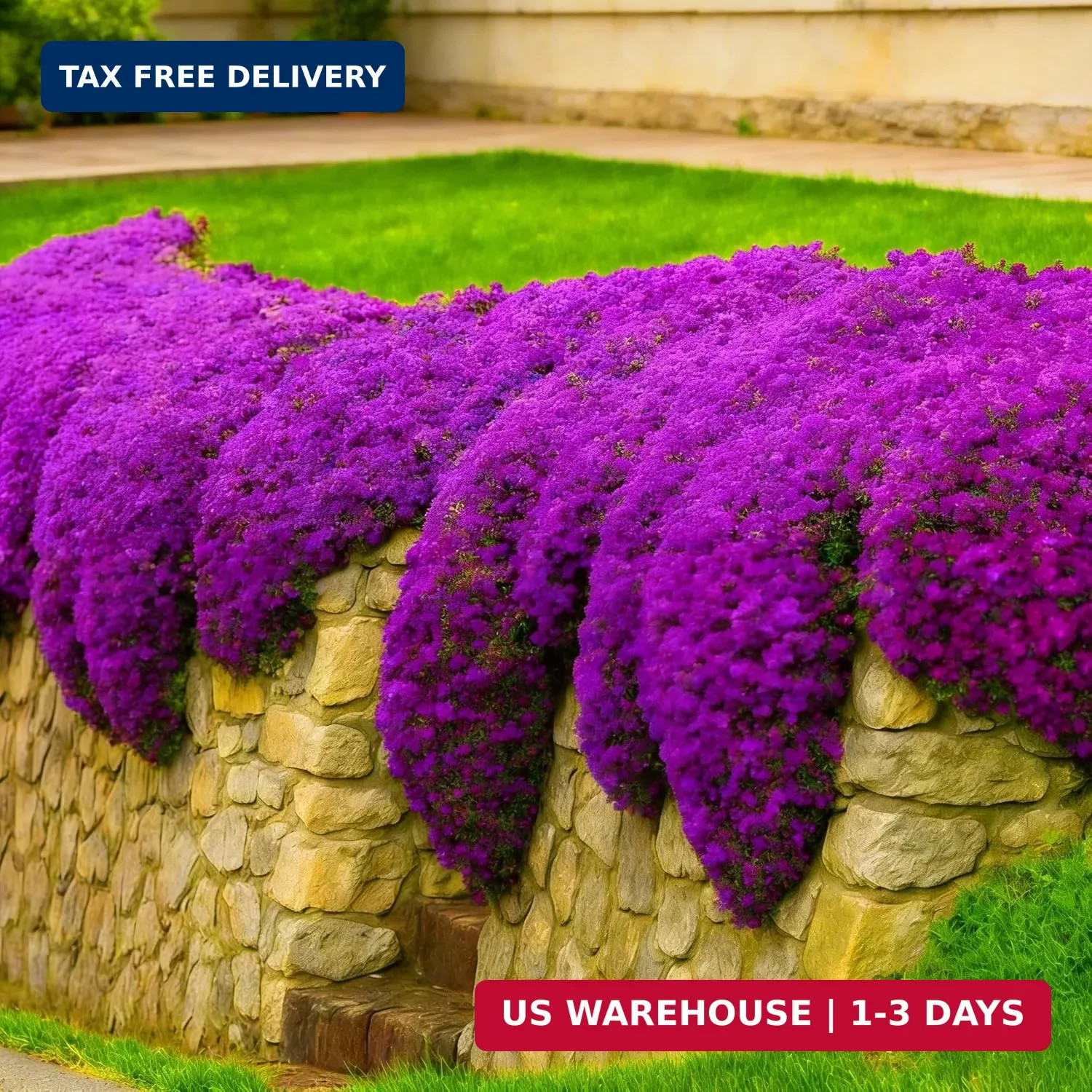 Purple Creeping Thyme Ground Cover Flower Seeds for Planting, 20008pcs Perennial