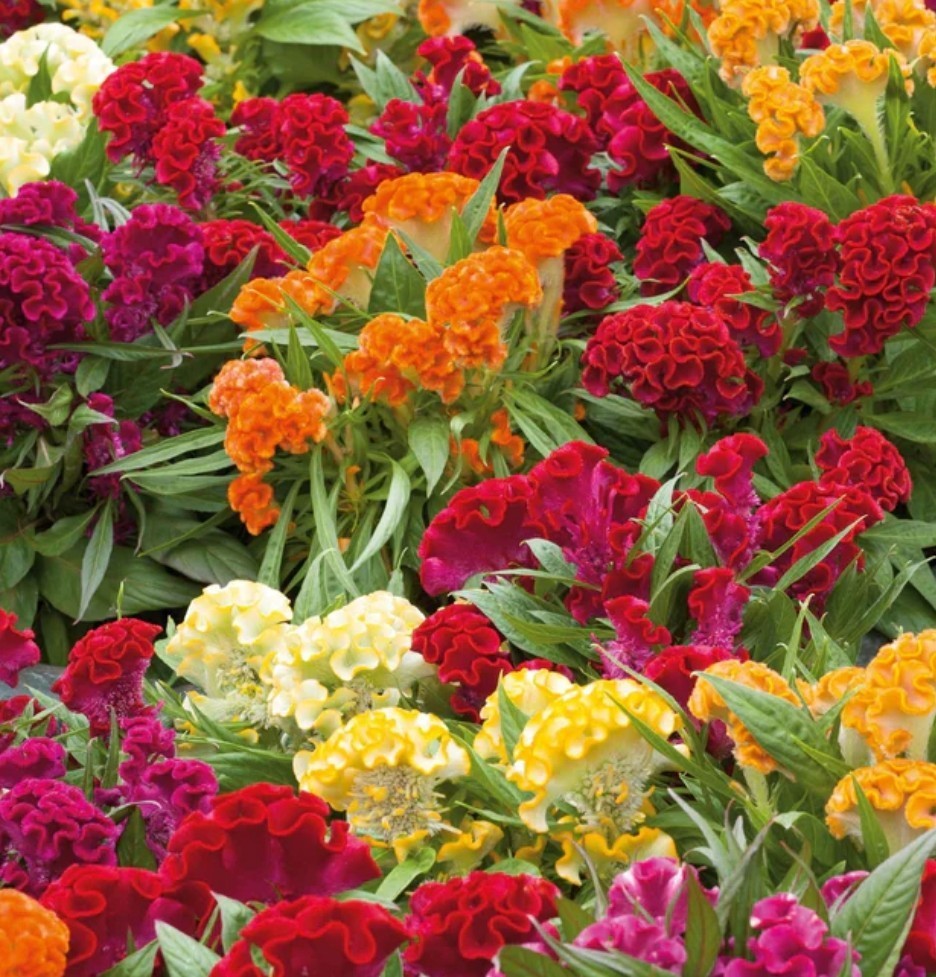 250+ Celosia Cristata “Dwarf Cockscomb” Mix Seeds **Fresh Seeds* ~Free Shipping~